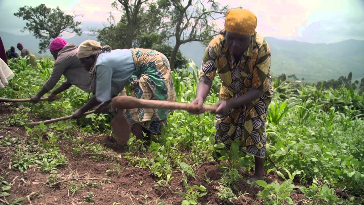 Gorilla Rehabilitation and Conservation Education (GRACE) Center: 60-sec Overview