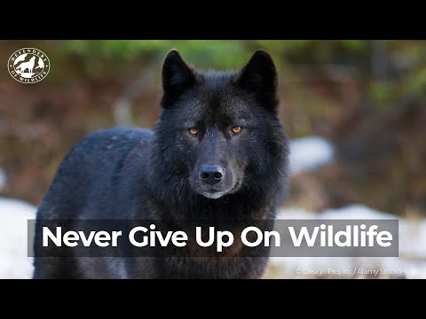 Never Give Up on Wildlife