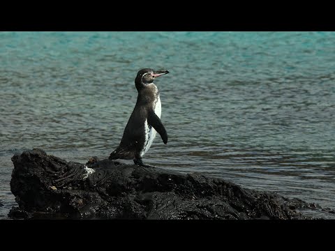 Climate Change and Galápagos Penguins