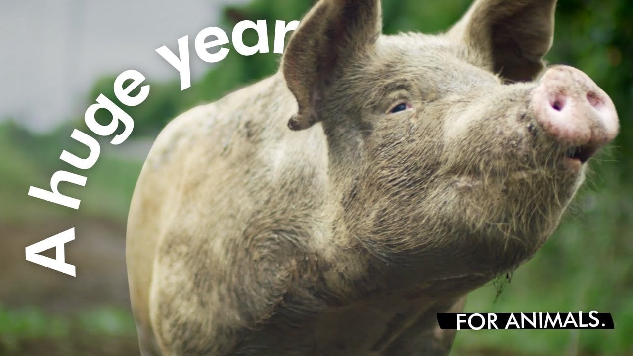 2021: A Huge Year for Animals ? | World Animal Protection