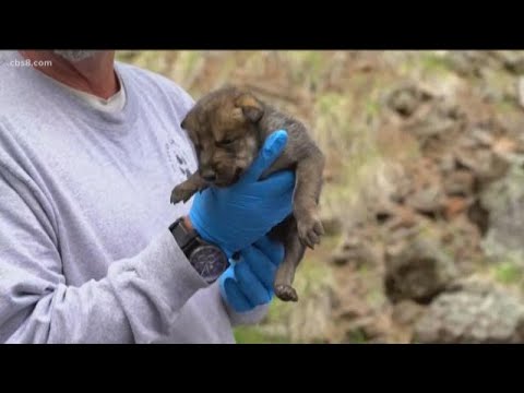 Earth 8: California Wolf Center fosters 4 Mexican grey wolfs into the wild