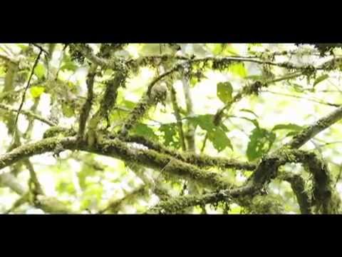 Neotropical Primate Conservation in Peru