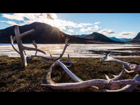 Alaska Wilderness League - Arctic Wildlife Refuge