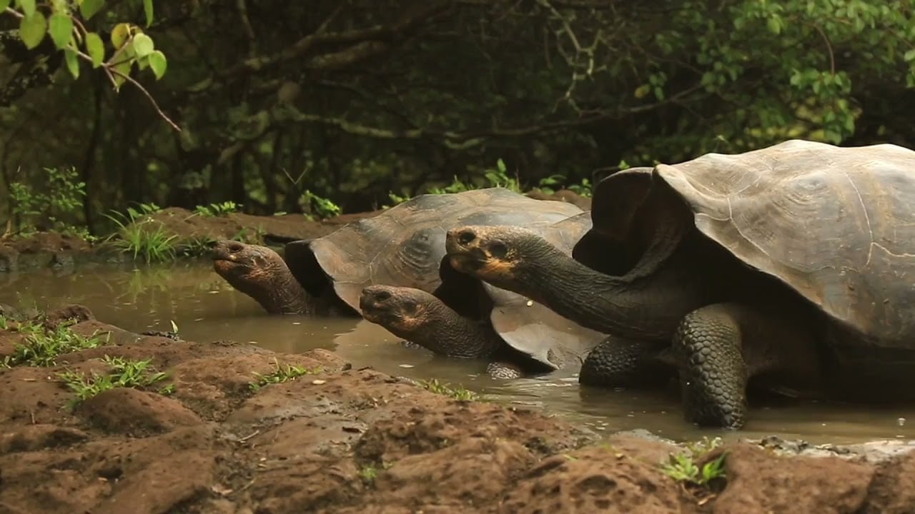 A Birthday Celebration: 62 Years of Galápagos National Park