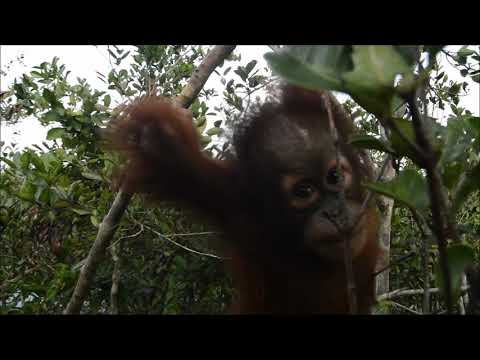 How orphaned orangutan Okto has changed since 2014