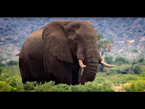 Save The Elephants - 25 Years and Beyond