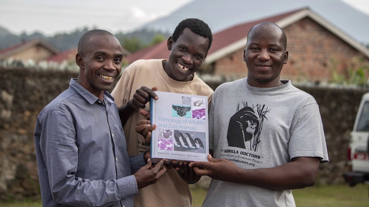 Gorilla Doctors: Saving a Species One Gorilla at a Time