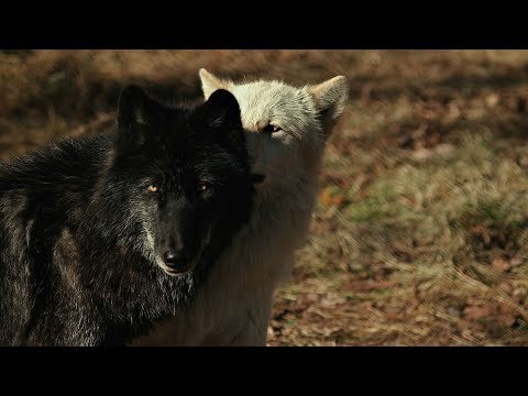 Our Work to Preserve Wolves’ Rightful Place in the Environment