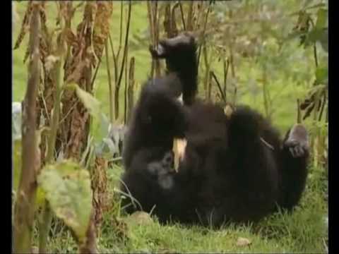 Sir David Attenborough on Fauna & Flora International and the IGCP