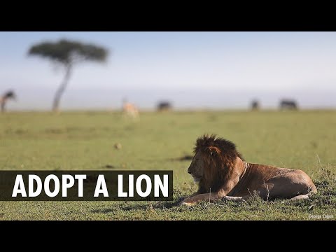 Adopt a lion with Born Free