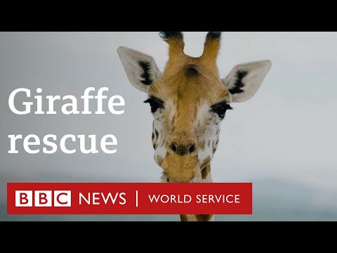 The stranded giraffes being floated to safety - BBC World Service