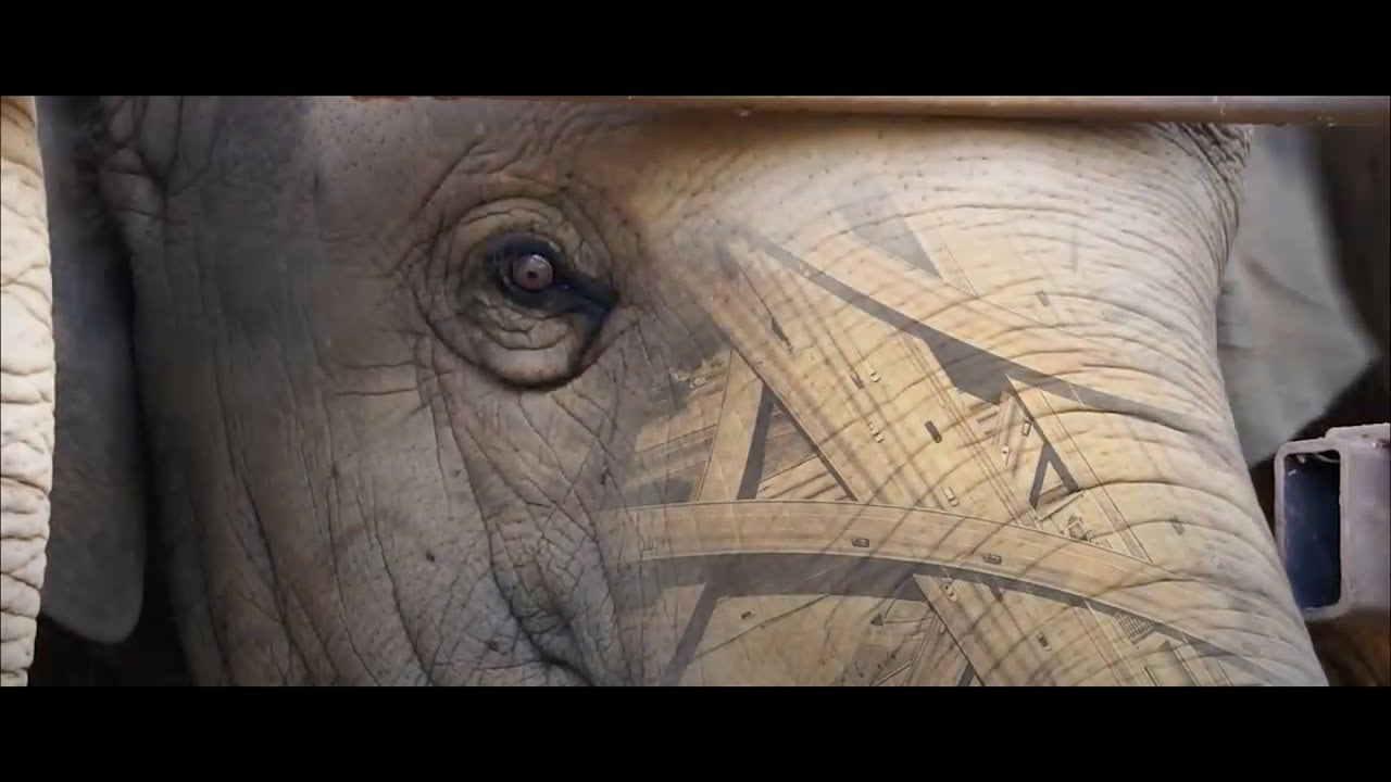 African Wildlife Foundation's Vision for Conservation: French Subtitles