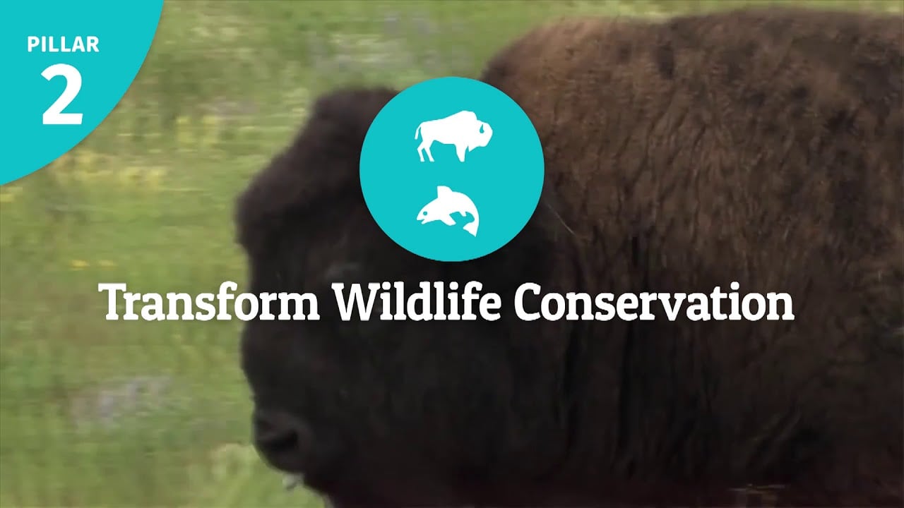 National Wildlife Federation Strategic Plan