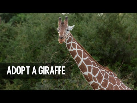 Adopt a giraffe