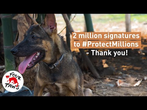 2 Million Strong: Ending Dog & Cat Meat Trade in Southeast Asia