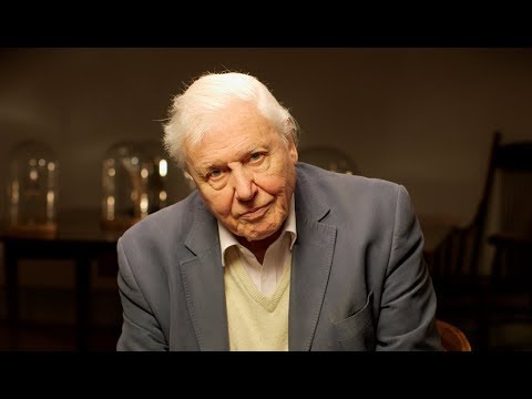 David Attenborough: What can I do?