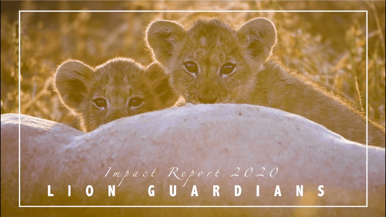 Lion Guardians Impact Report 2020: A Year of Opportunity