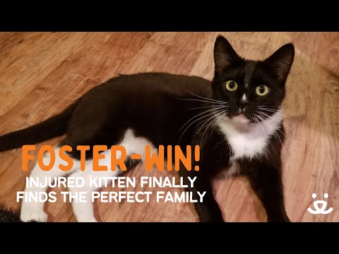Foster-Win! Cat with a broken jaw heals and finds his forever home