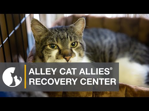 Looking for Your Cat After the Camp Fire? Visit Alley Cat Allies® Recovery Center!
