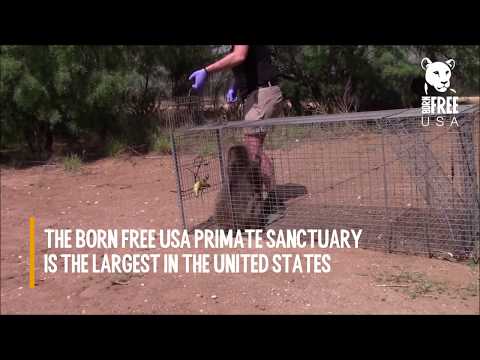 The Born Free USA Primate Sanctuary