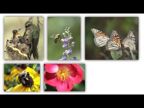 Pollinator Partnership - About
