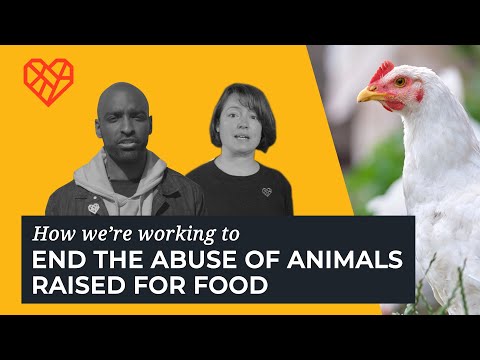 How We're Working To End The Abuse Of Animals Raised For Food