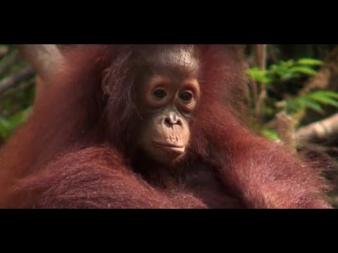 Save the Critically Endangered Orangutan | The Orangutan Project
