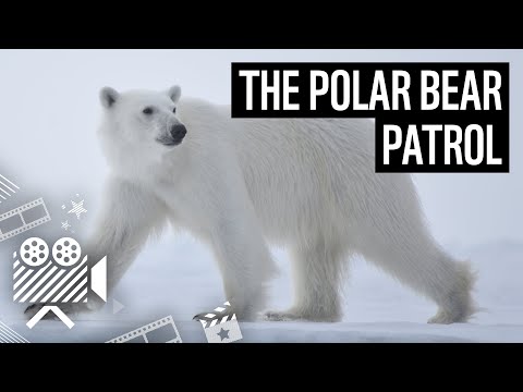 Meet the polar bear patrol | WWF