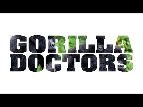 Gorilla Doctors: Saving a Species One Gorilla at a Time