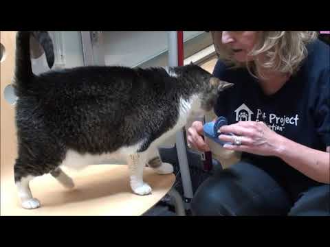 Shelter cats get help from Volunteers.