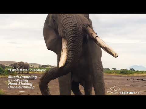 ElephantVoices introduction 2018