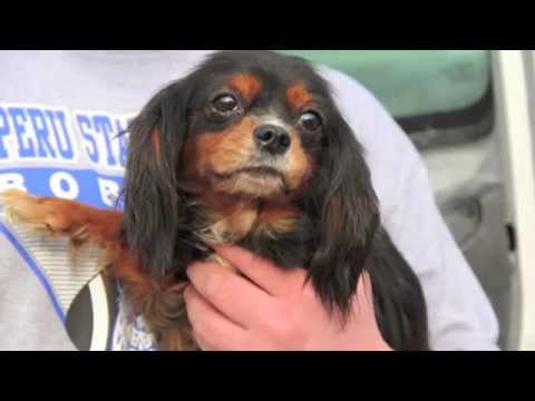 Meet the Parents of Pet Store Puppies - Hearts United for Animals Rescues 69 Dogs