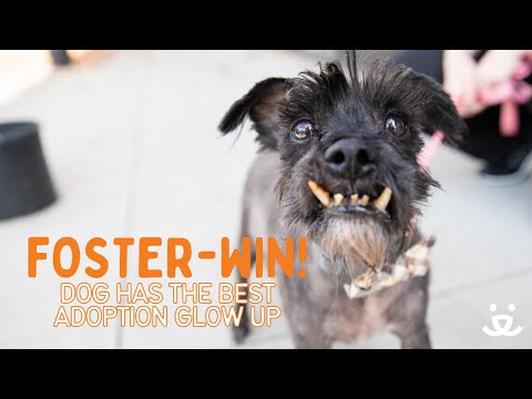 Foster-Win! Small dog has the best adoption glow up