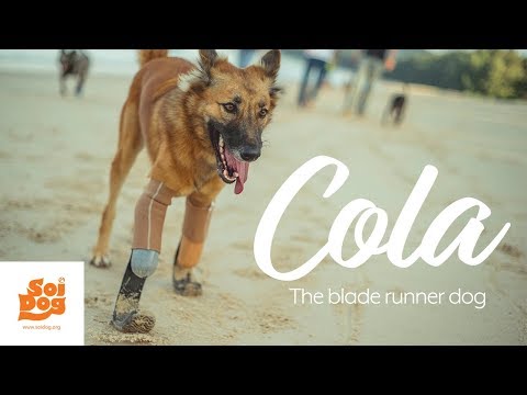 A journey to being a dog again | Cola the Blade Runner Dog