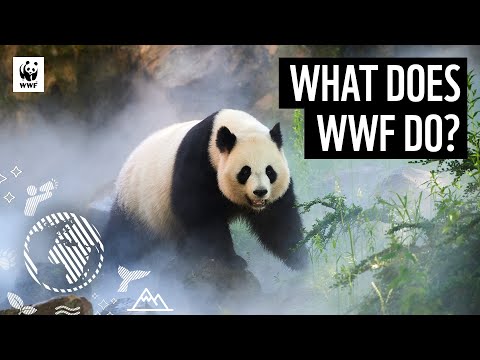 What does WWF do? | WWF