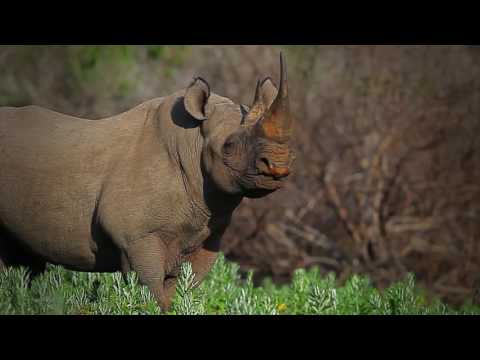Support Rhino Conservation Botswana