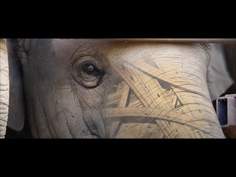 African Wildlife Foundation's Vision for Conservation: French Subtitles