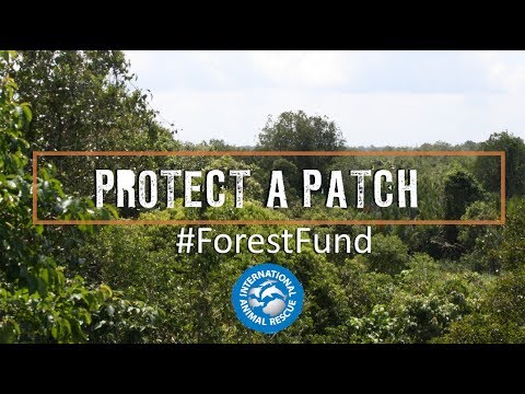 Urgent Forest Fund
