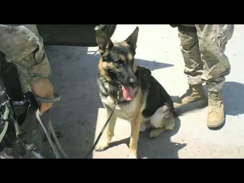 United States War Dogs Association -  Excerpt from Always Faithful