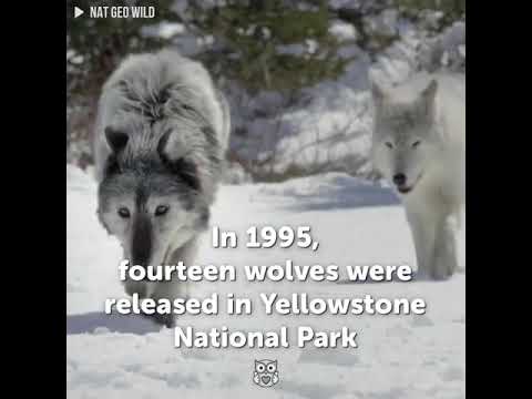 What Happened When A Pack Of Wolves Were Released In Yellowstone National Park
