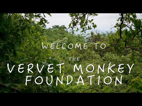 Welcome to the Vervet Monkey Foundation Youtube