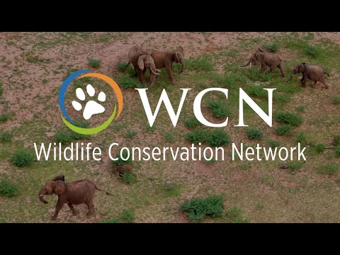 Wildlife Conservation Network | About Us