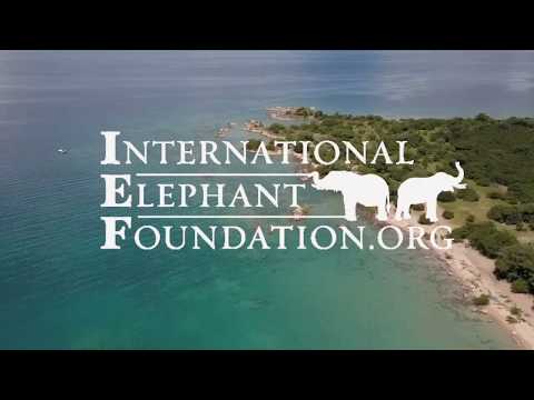 About the International Elephant Foundation (long version)