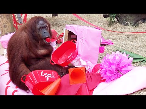 34th Birthday Party Surprise for Rescued Orangutan!