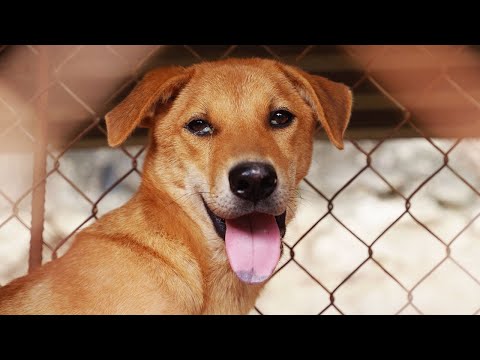 44 dogs saved from slaughter in Viet Nam