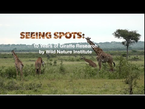 Wild Nature Institute: 10 Years of Giraffe Research
