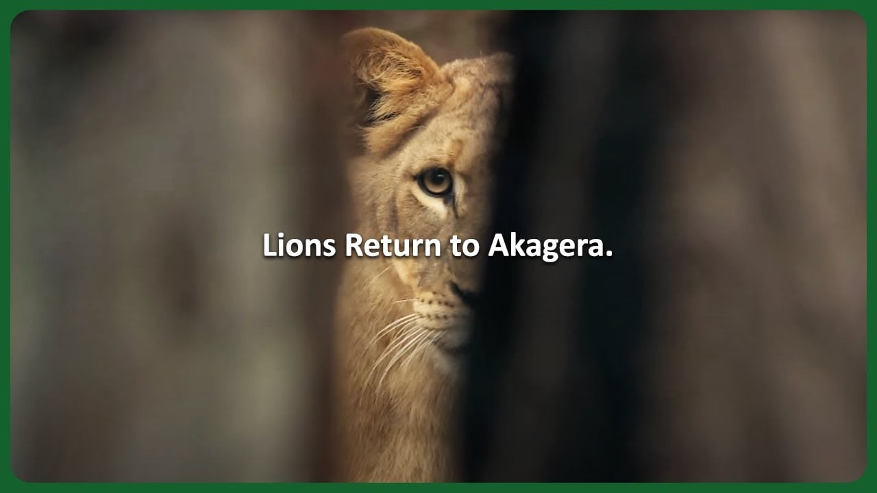 Moving seven lions to Akagera National Park to establish a founder population