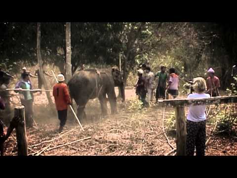 Elephant smuggling exposed: UK tourists fuel live elephant trade between Burma & Thailand