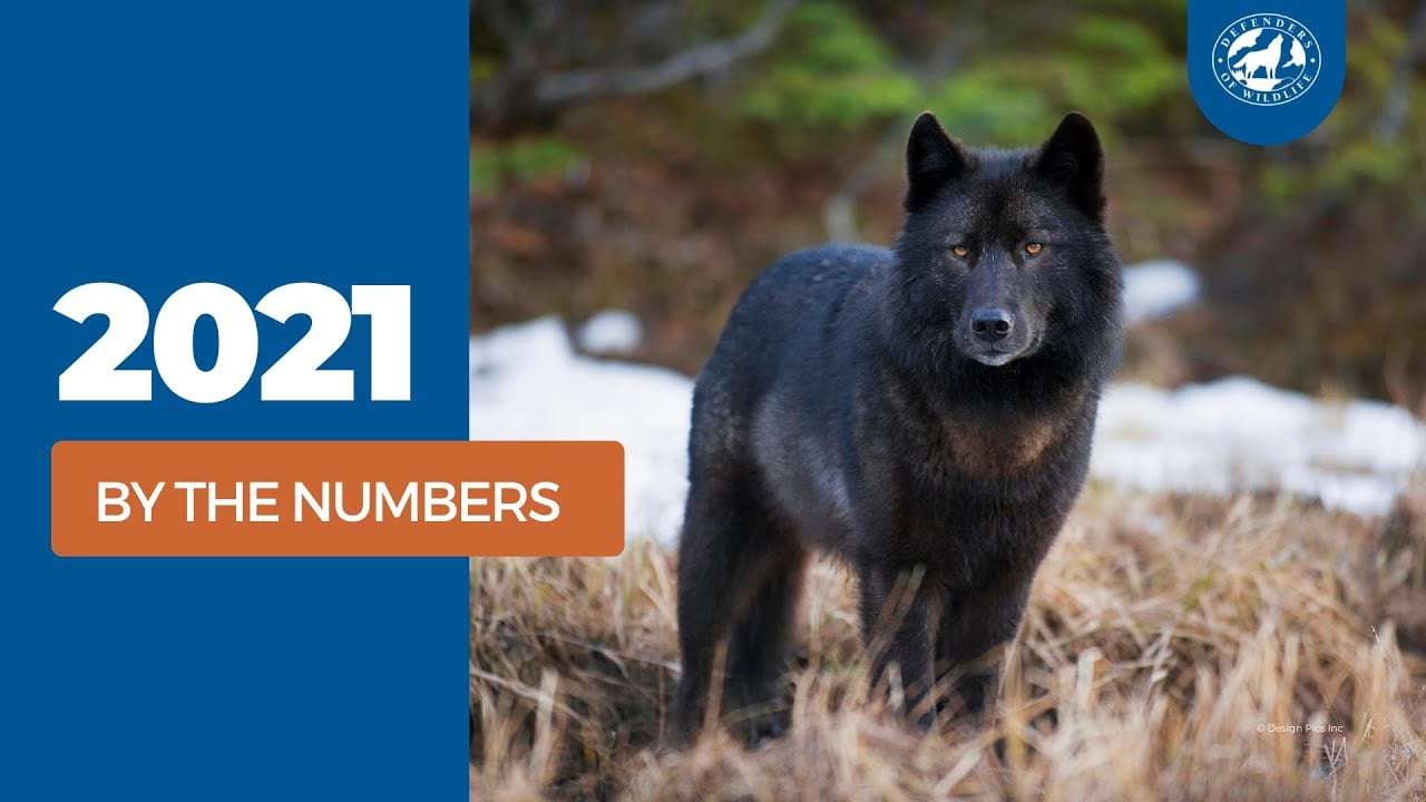 2021: By The Numbers