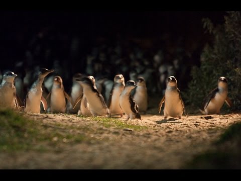Penguin Foundation - Google Impact Challenge | Australia - Finalist